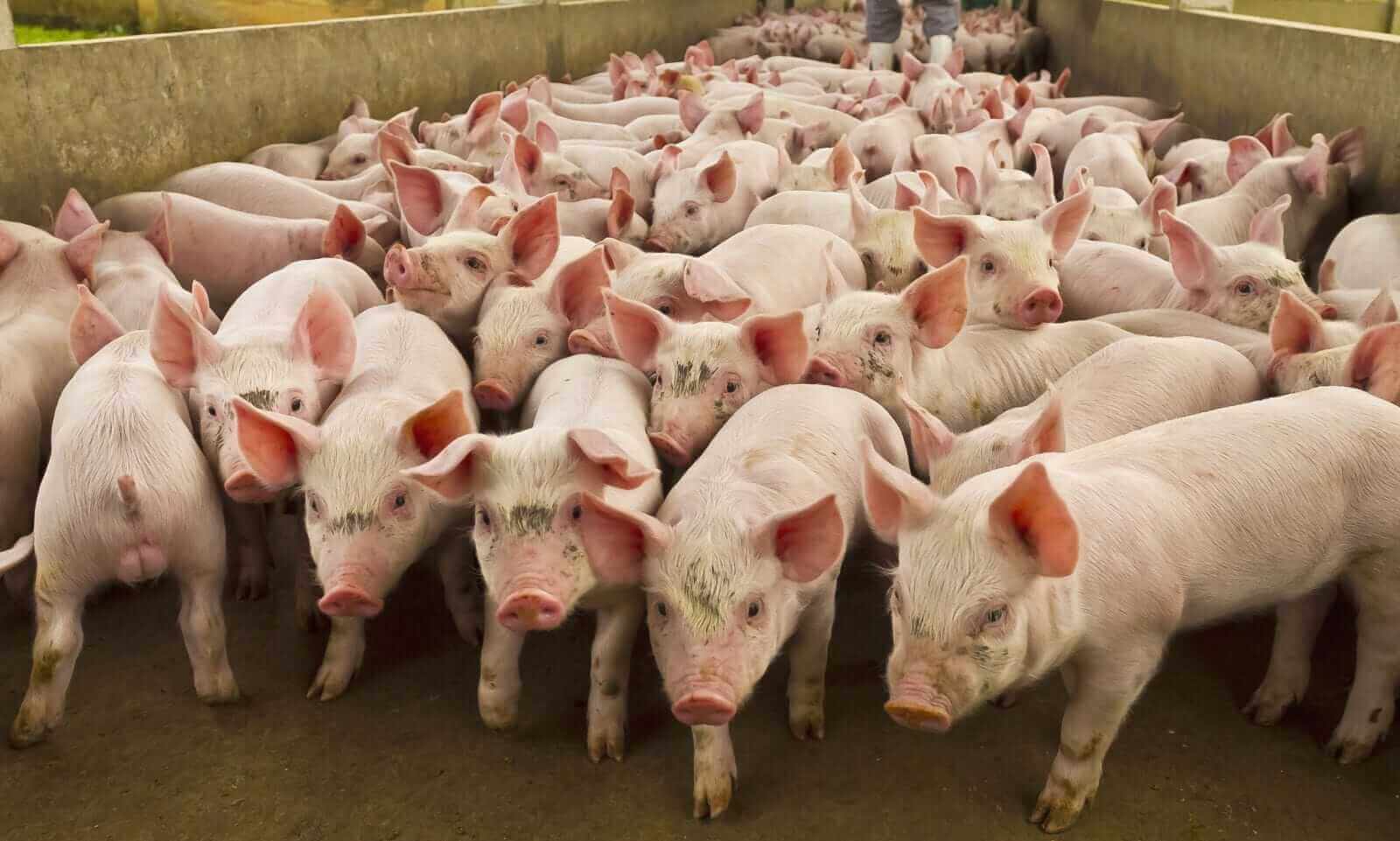 Corn Prices and Corn Futures Prices